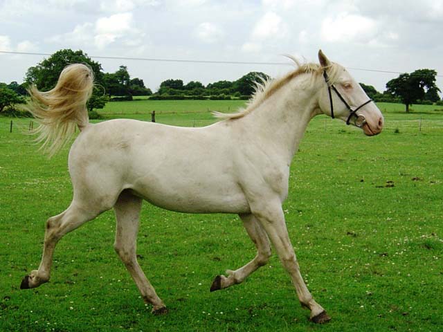 PURSANGE UNGURESC